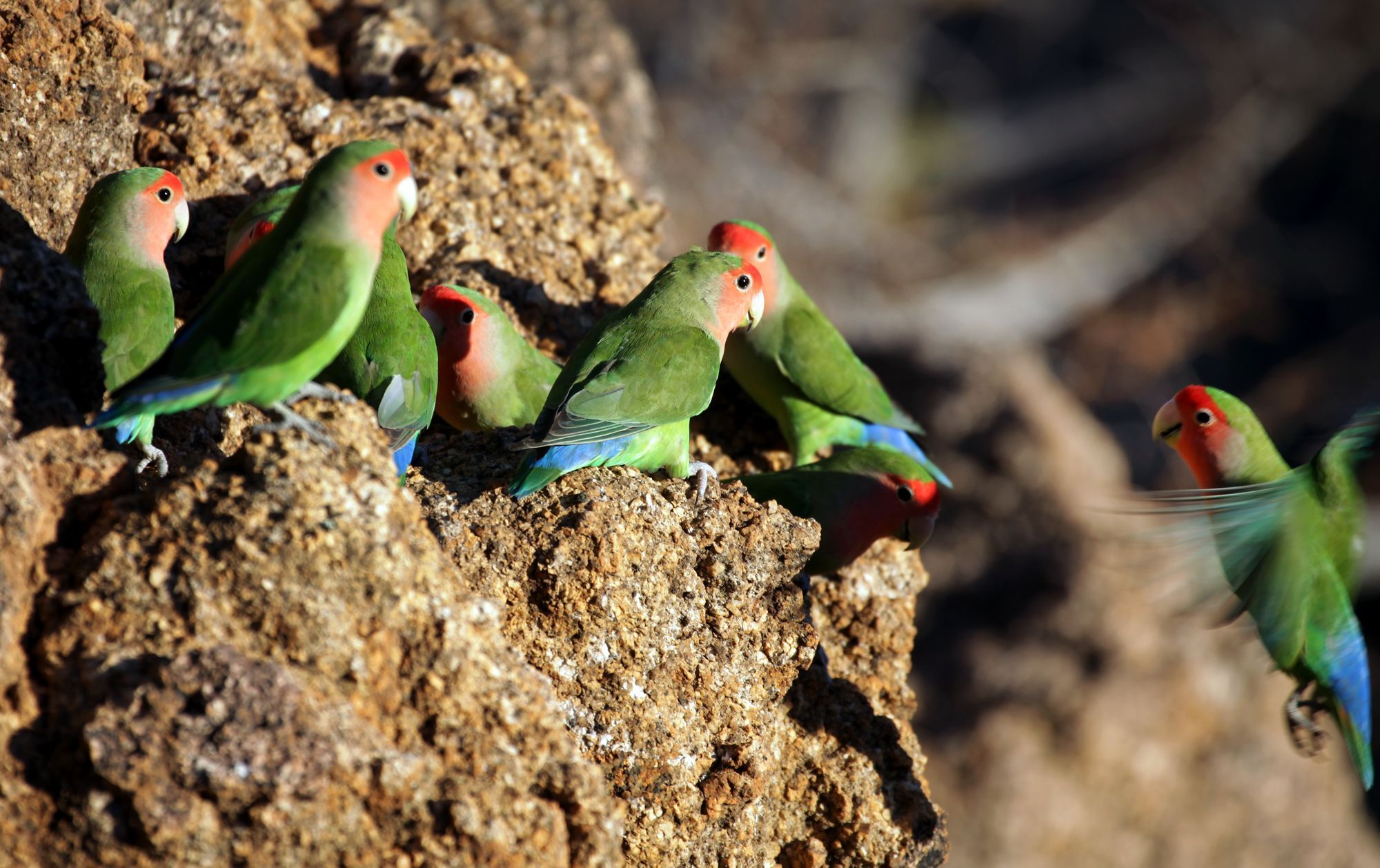 Erongo Wilderness Lodge โอมารูรู ภายนอก รูปภาพ
